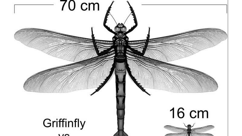 3亿年前的巨大昆虫体型可能并非由于大气中的高氧气