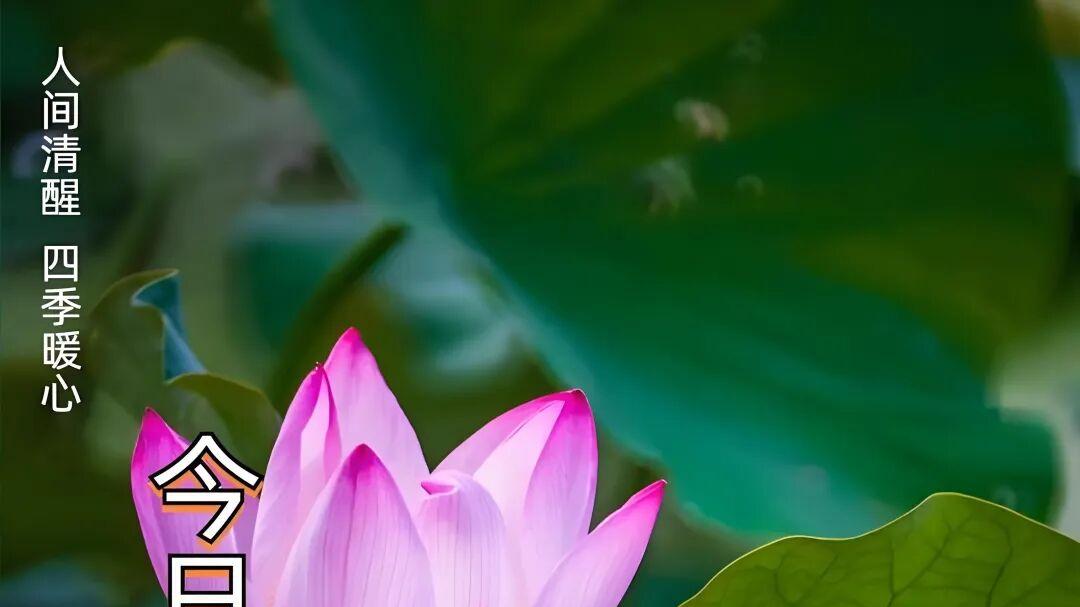 七律·山居入伏即事