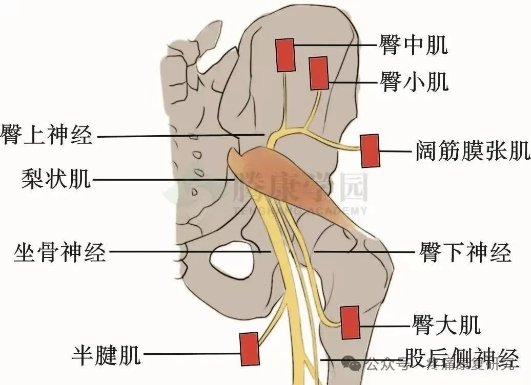髋关节的神经支配：从解剖到临床