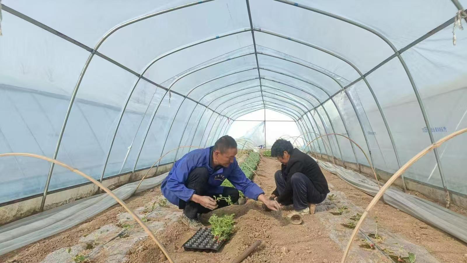 汝南县三门闸街道：产业铺就致富路 乡村振兴惠群众