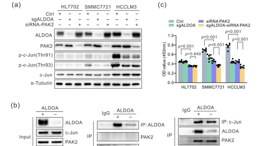 西北农林科技大学使用Rfect siRNA转染试剂成功转染多种人肝癌细胞系