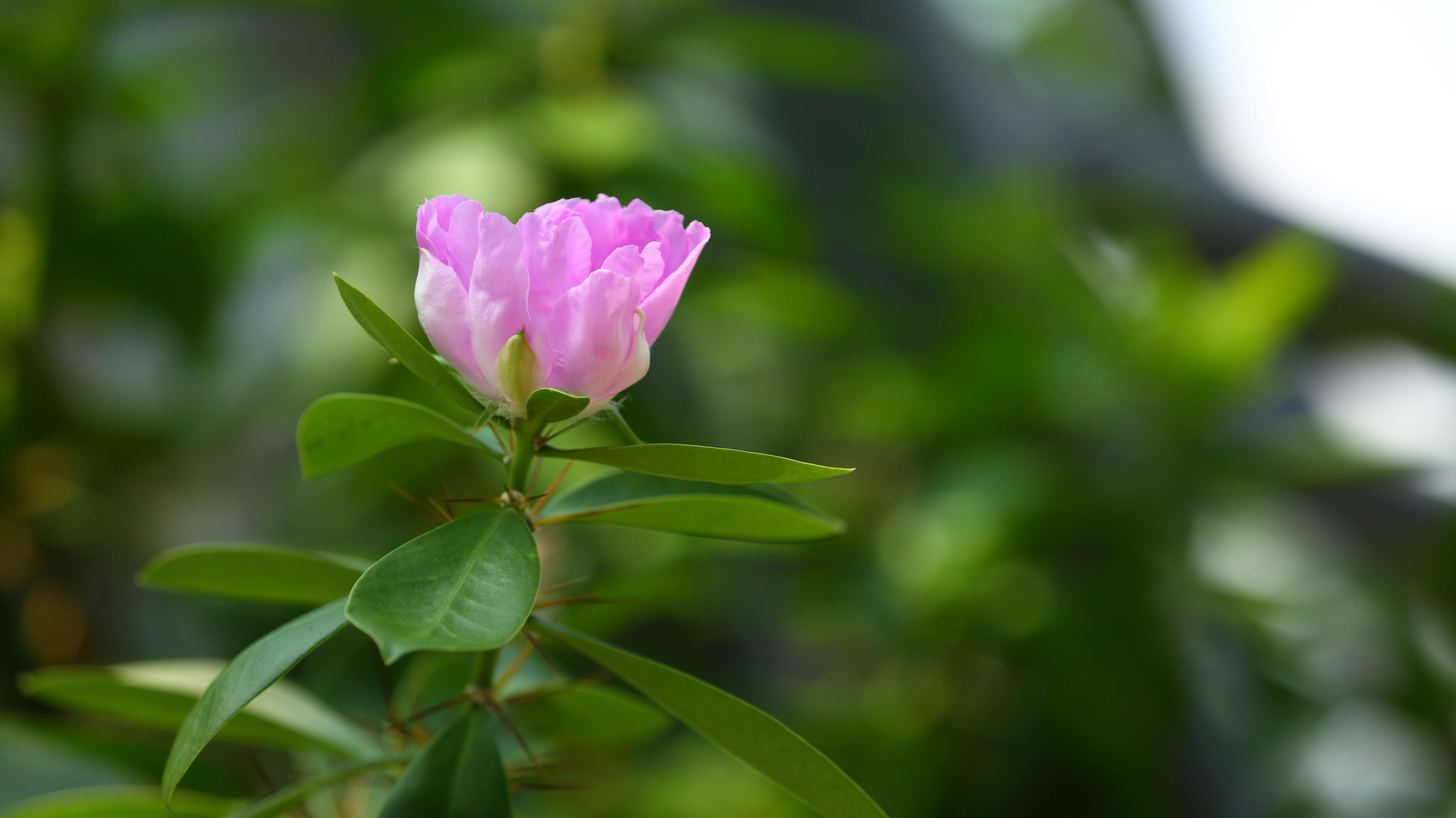 为什么外资还在“逆势”进中国