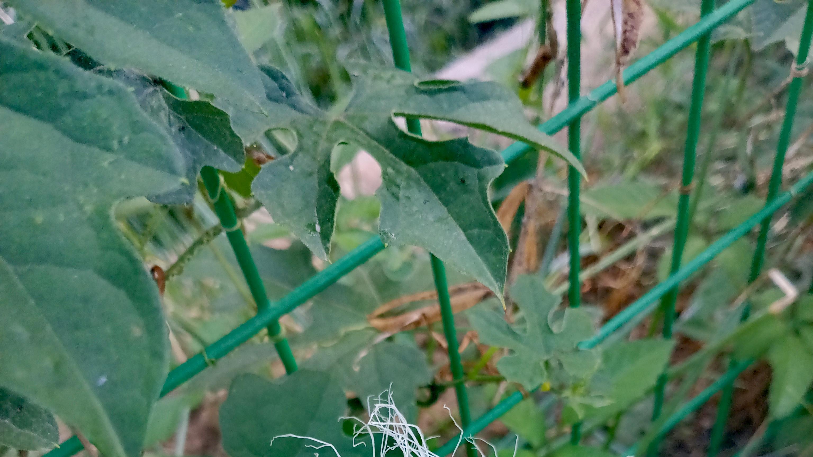 夏天里的一朵花