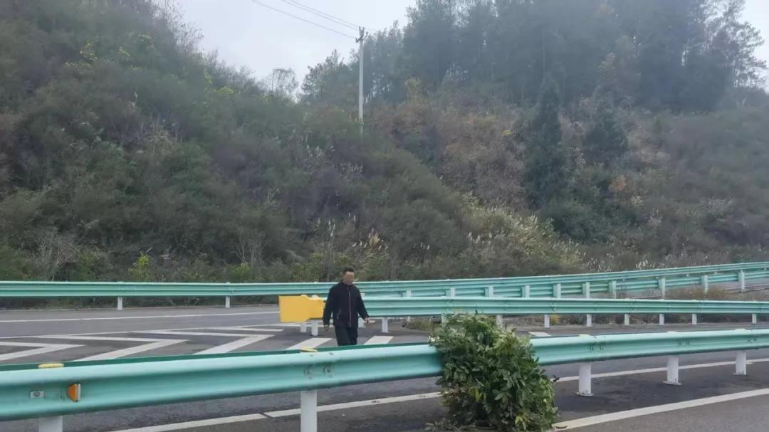 横穿高速公路只为割草喂牛？违法又危险！