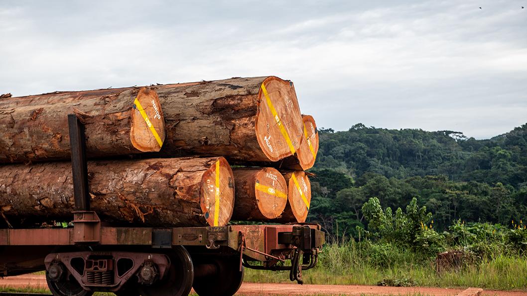 加蓬上调加工木材出口税率，中国进口“量跌价涨”趋势或延续