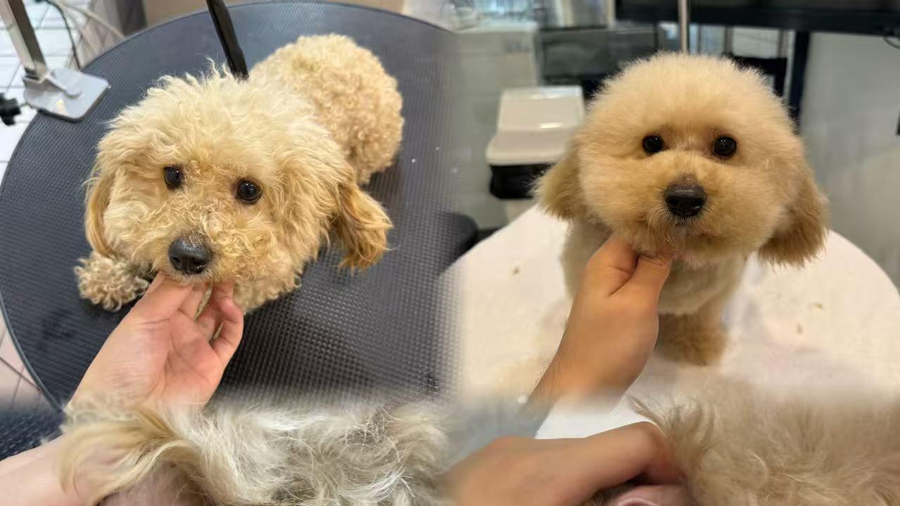 象乡宠物光合店 | 宠物耳朵清洁，这5个错误很多人都在犯