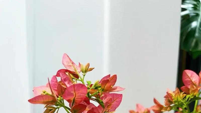 美洲原生蕴花草树-三角梅