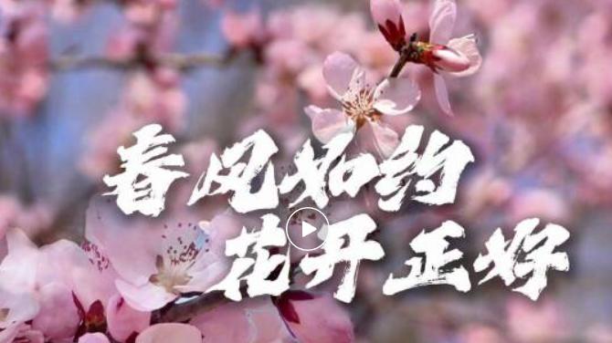 春光正盛！紫叶李、玉兰花开！到华阳公园共赴春日之约→