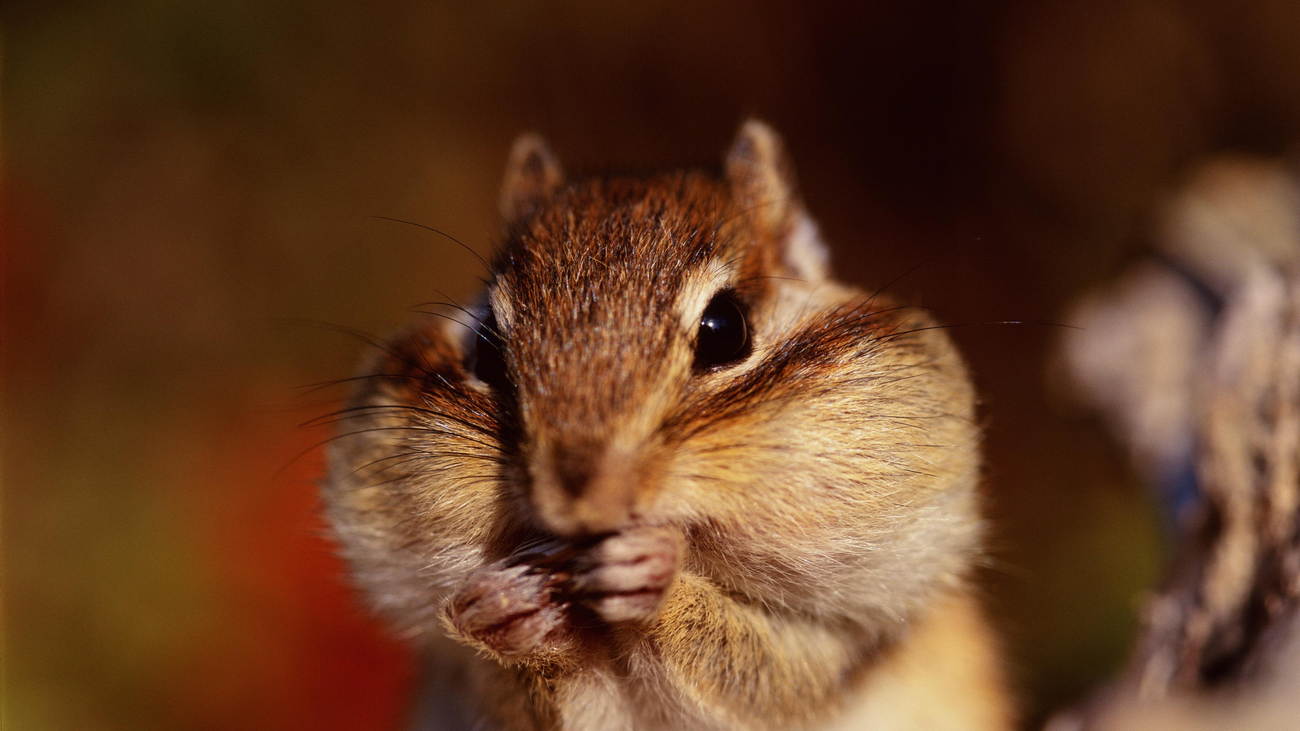 AI争夺战2026，中国队给出了这个概率