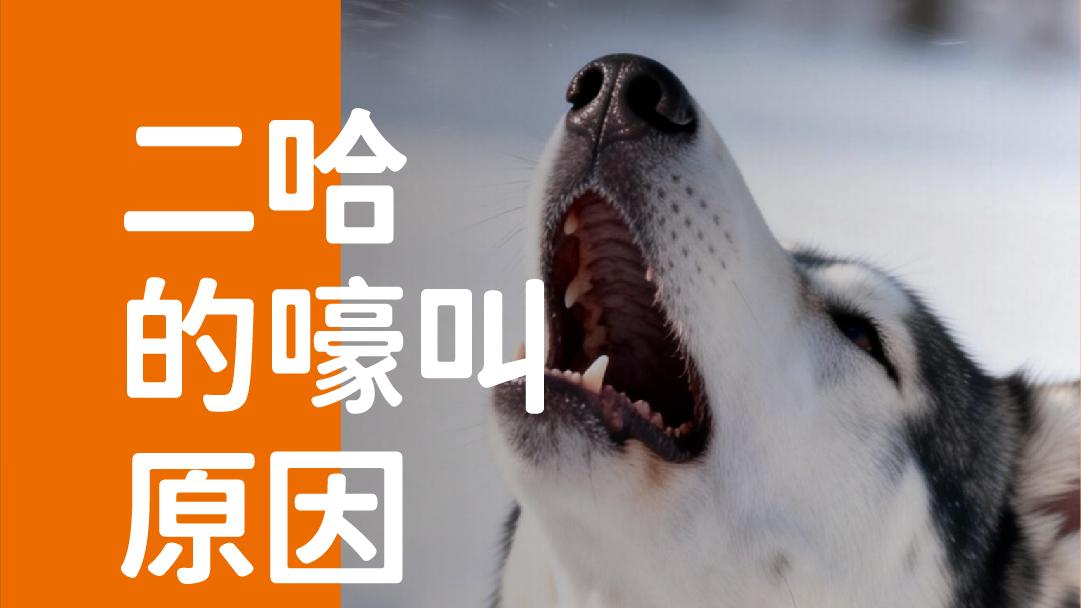 象乡宠物食品 | 二哈的嚎叫原因