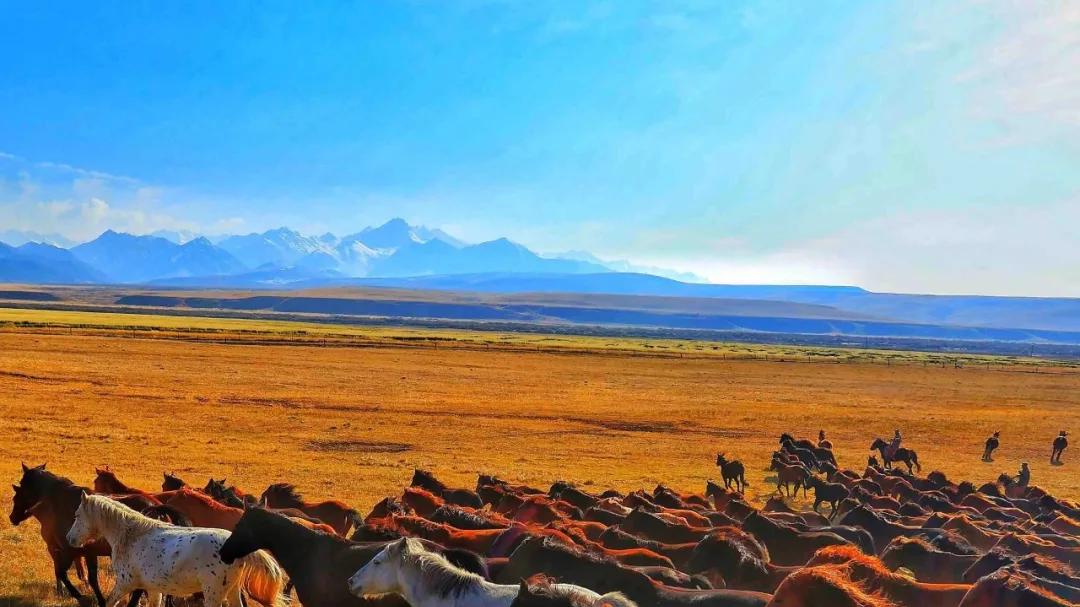 失我焉支山，令我妇女无颜色，匈奴人为何发出如此悲鸣？