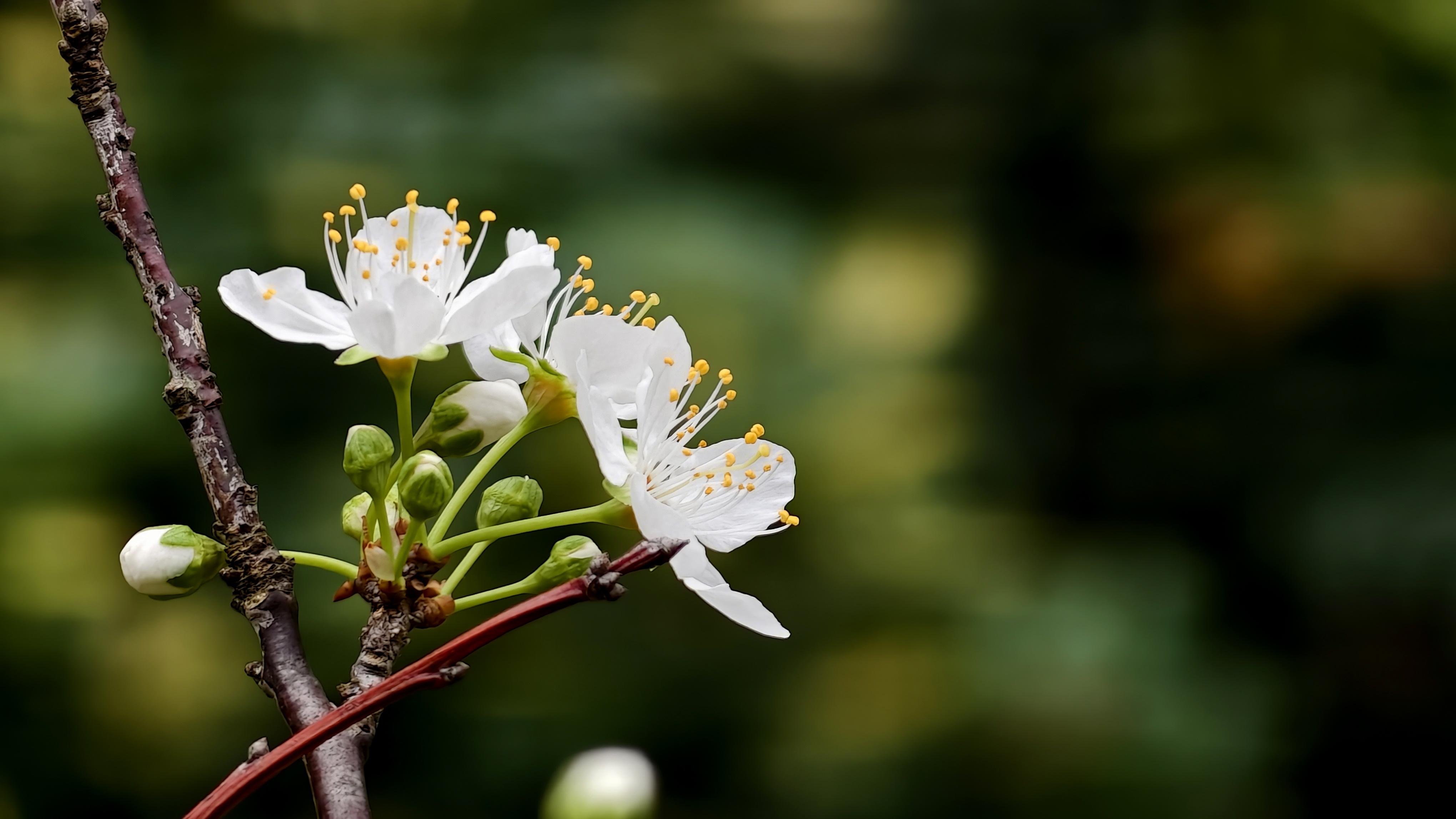 广西融安：乡村田野间，花潮涌动，生机勃发，洋溢着新春的喜庆与春日的活力。