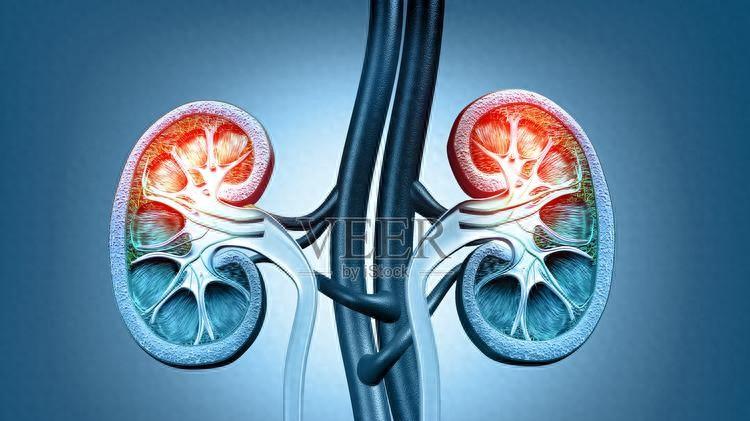 慢性肾病从预警到终末期，一旦进入3期，肾功能将不可逆持续恶化