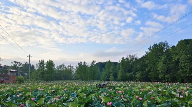 湖北团风：灼灼荷花开团风 志愿红帆暖民生
