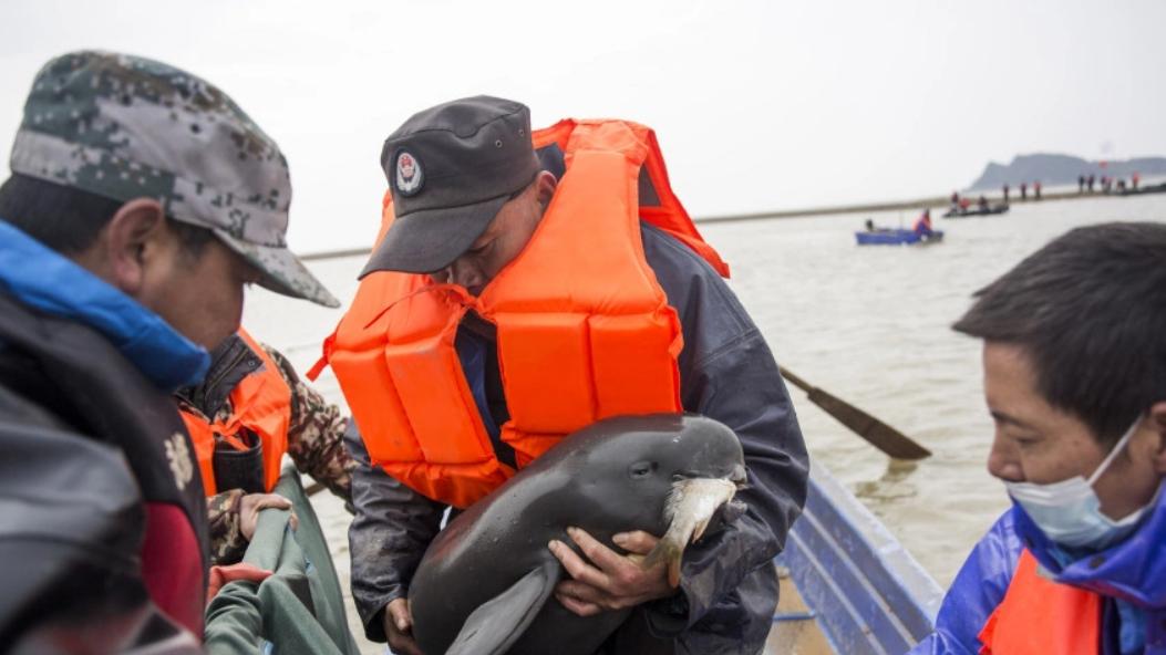 江豚一口闷掉20厘米大鱼，禁渔才几年，长江就“胖”成这样了？微笑天使变干饭王者？长江禁渔成果，比你想
