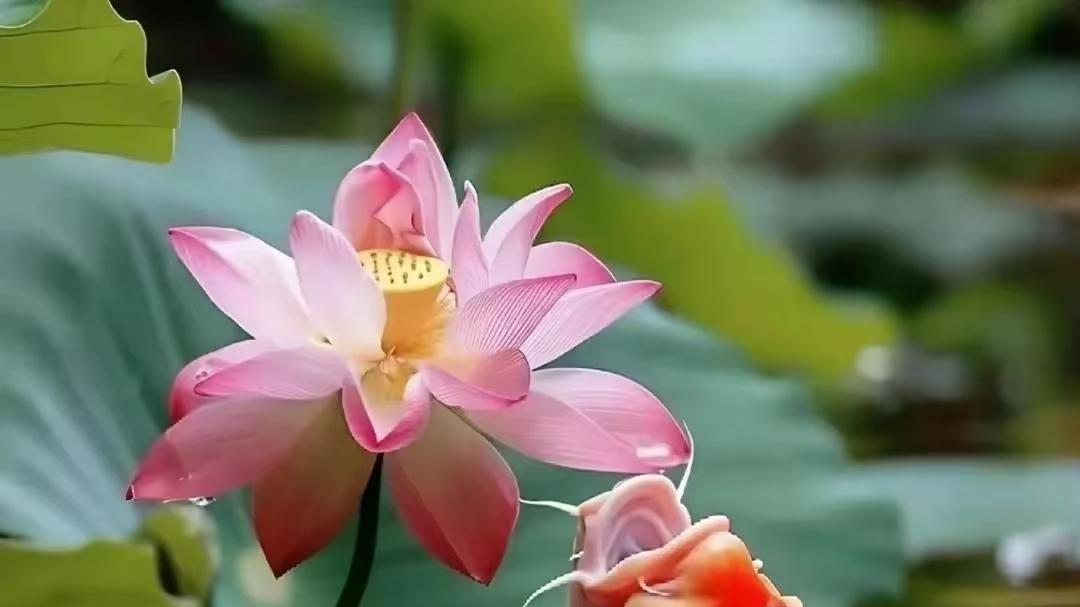 五绝 微雨夏凉