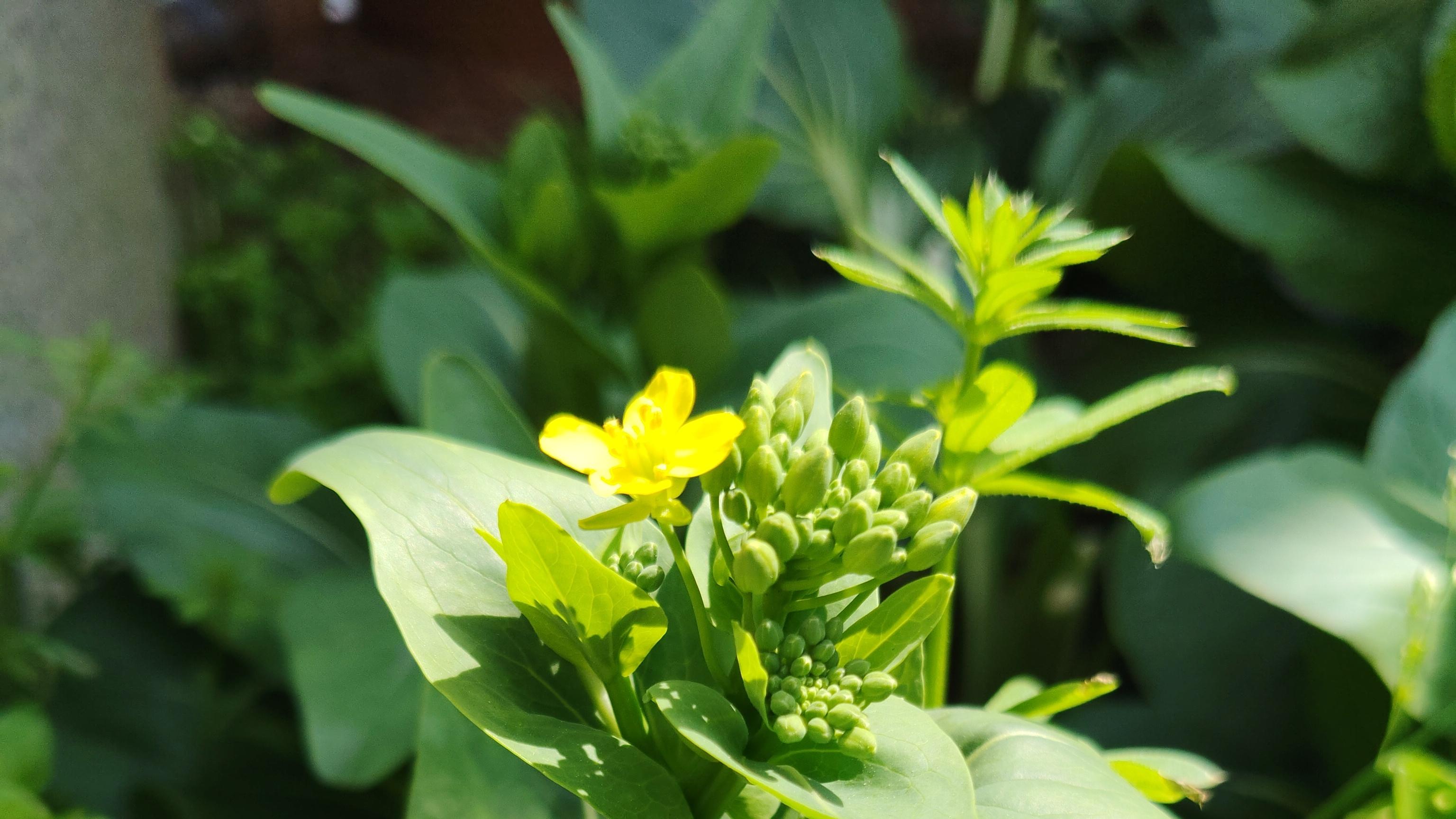 等待那一抹清凉