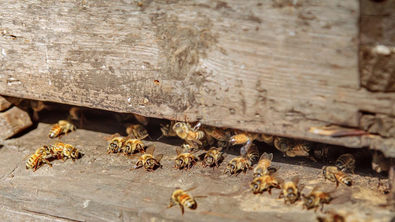 流蜜后"奖励复苏"：1: 1糖水连喂3-5天，蜂群积极性回血，全年不断档！