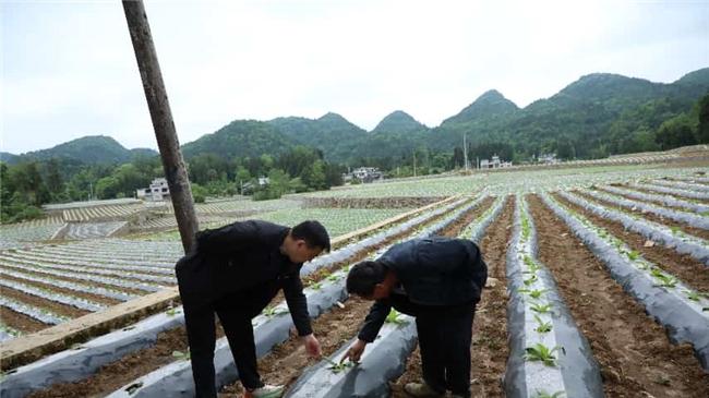 湖北利川：农技下沉到田头 服务烟农解忧心