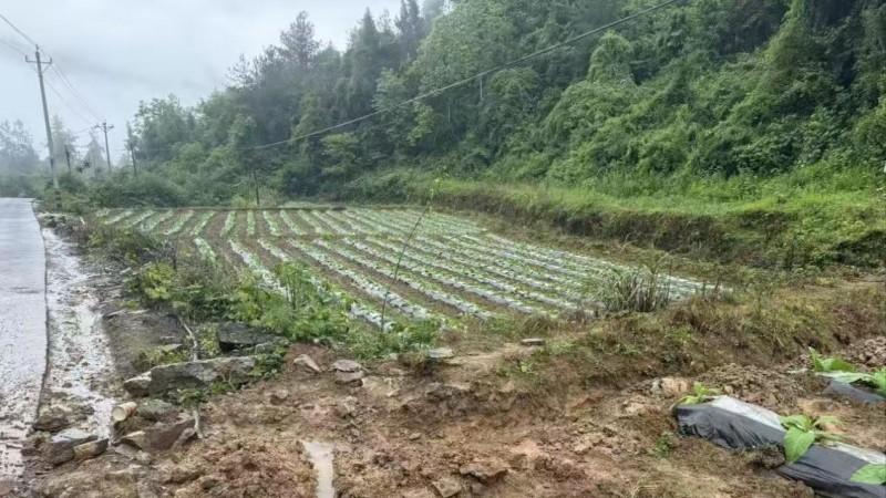 张家界桑植：风雨护苗 “金叶”可期