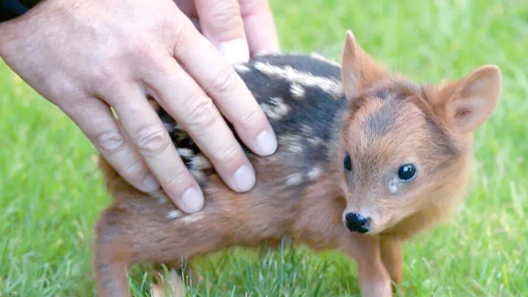 竟然真有活在世上的精灵