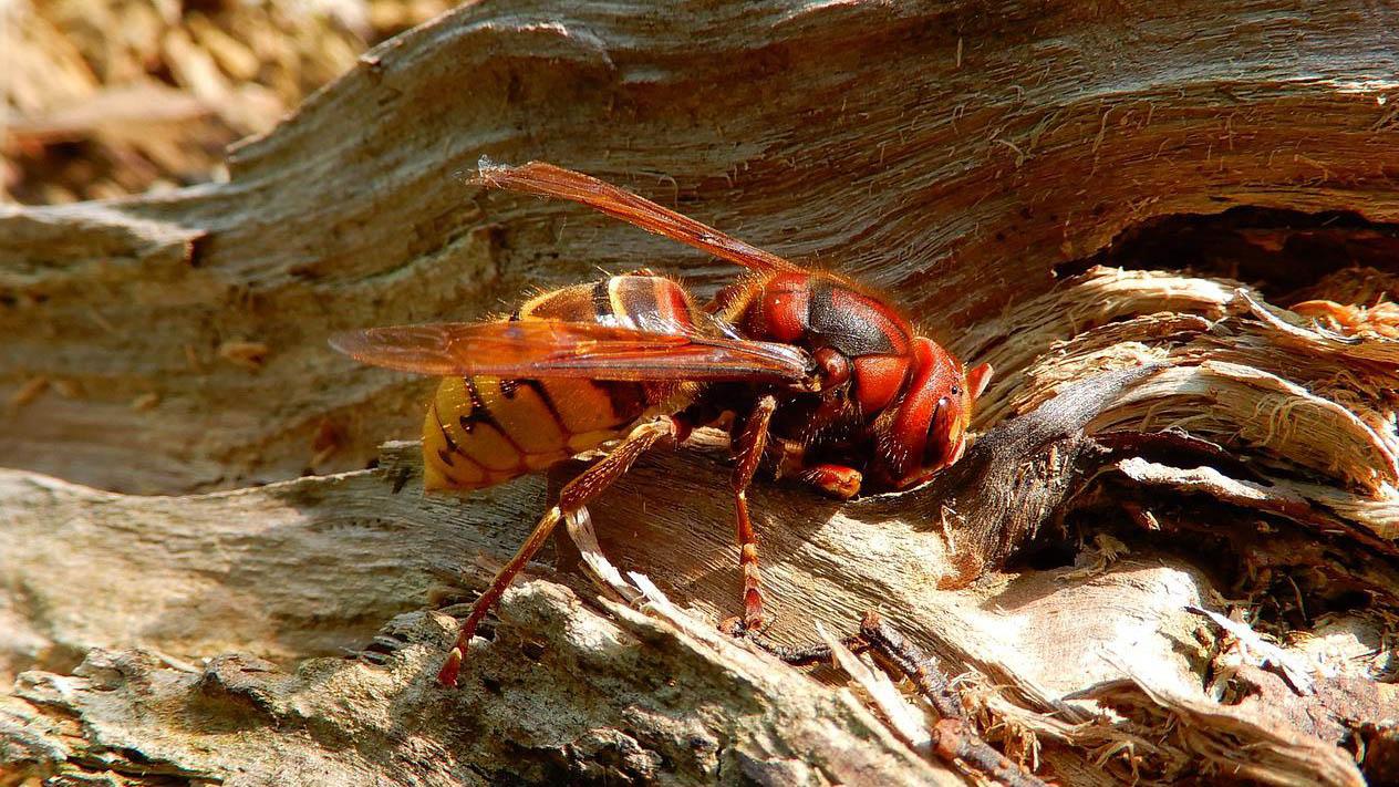 连大象都能蜇死，什么蜂这么猛？金环虎头蜂