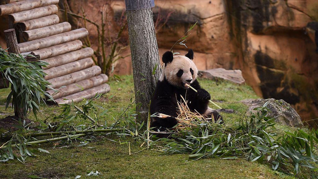 （月运）2026年1月星座运程射手座、摩羯座