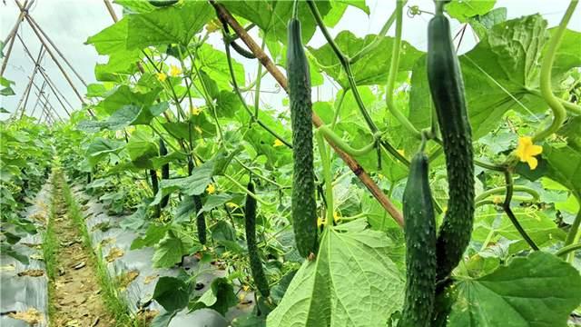 城里一套房，紫南一块地，佛山“长者菜园”破解进城老人乡土情结