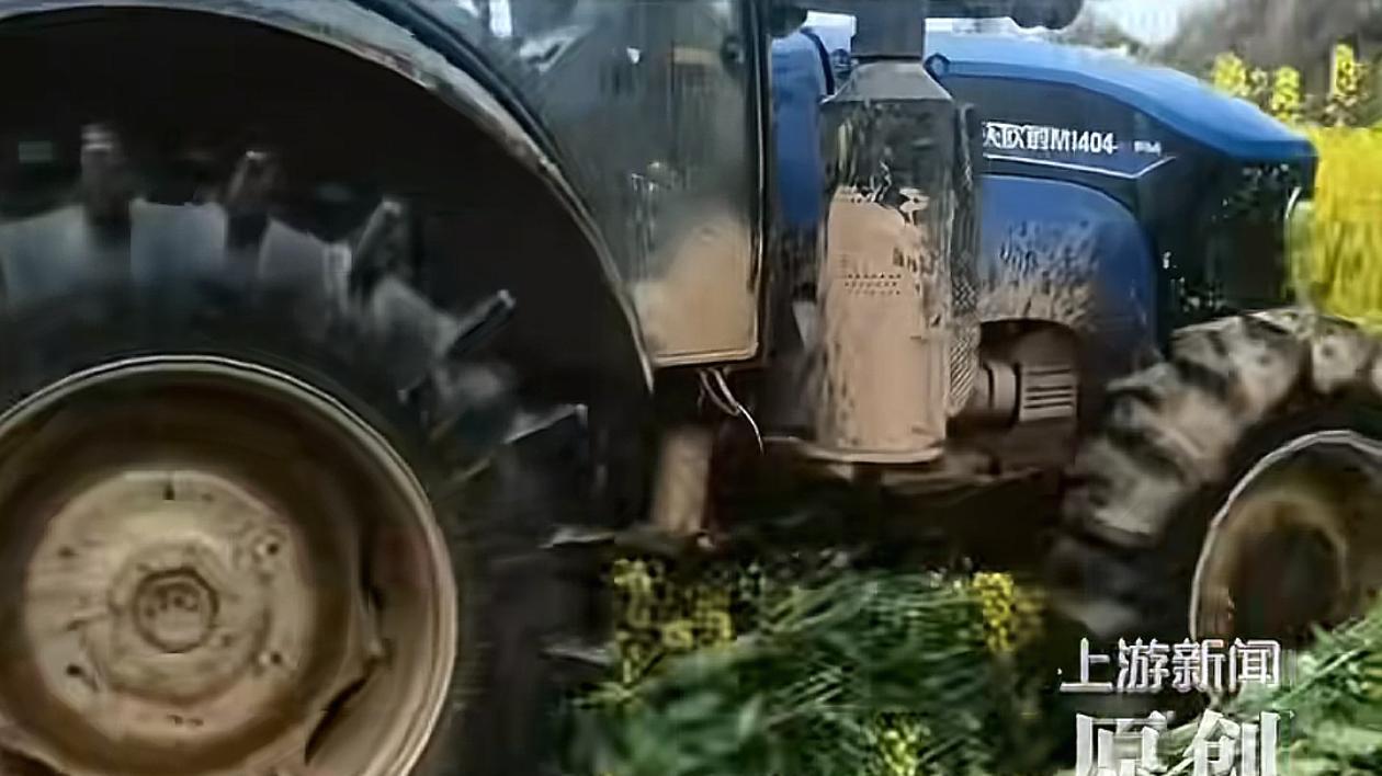 30亩油菜被农机压毁，村委会和农户各执一词，事情远没那么简单