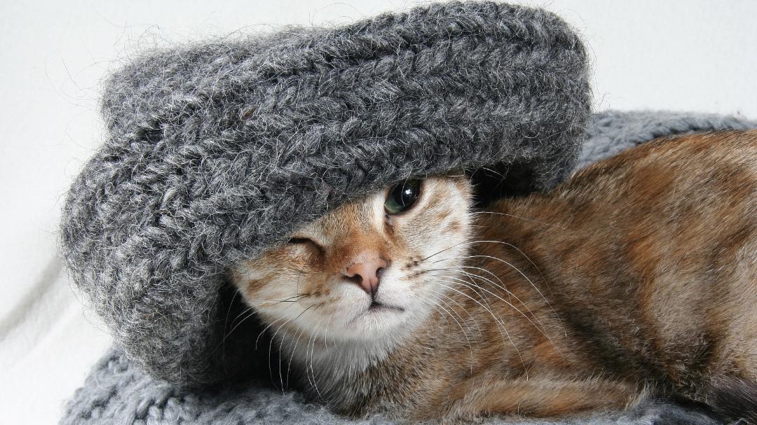 AEN宠物驱虫药：30年匠心守护，让每一份陪伴都无“虫”忧