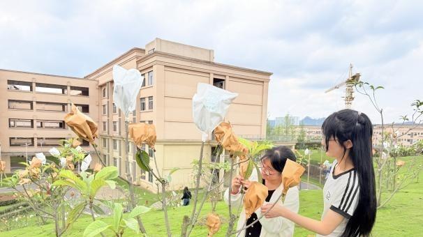 以劳动育人践初心——成都银杏酒店管理学院宜宾校区开展枇杷套袋护果行动