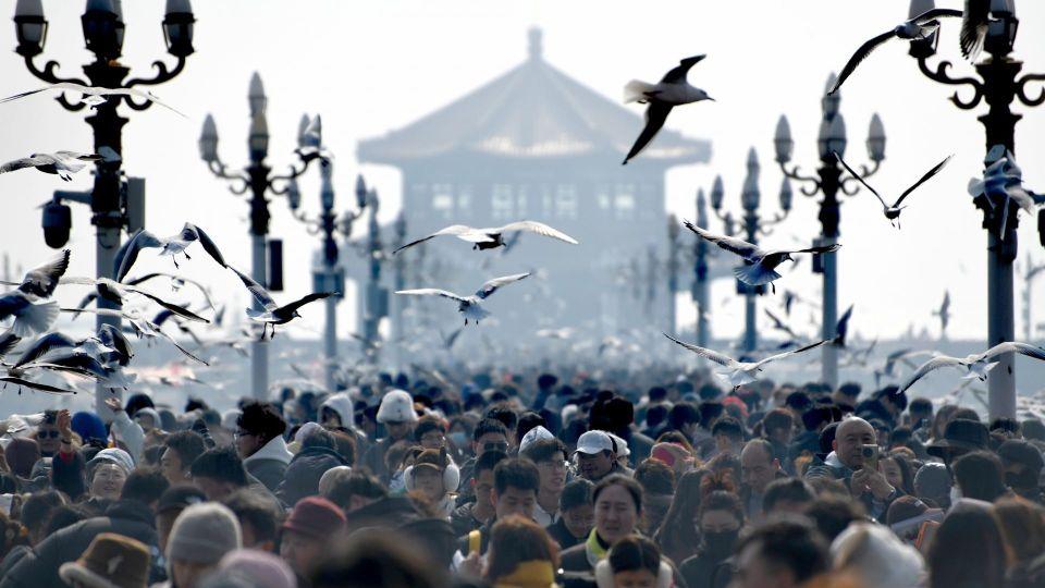 假日第一天，栈桥人鸥同乐迎新春