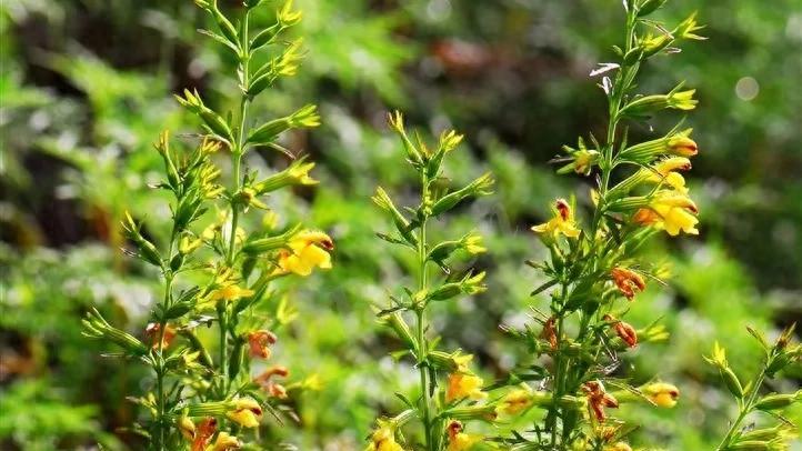 活血祛瘀，清热利湿——北刘寄奴