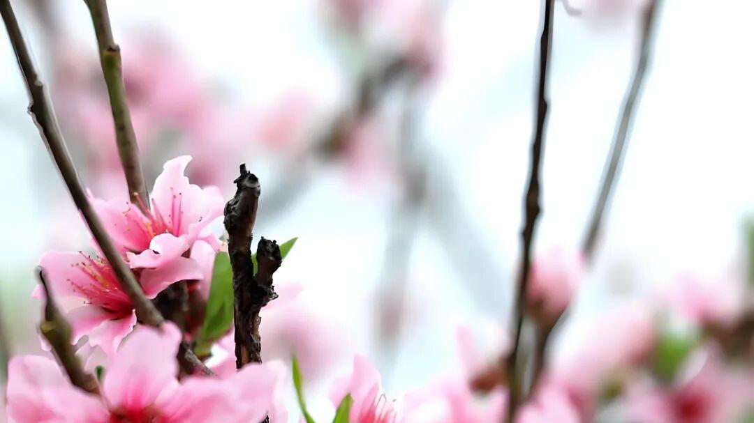七律·风吹桃花寄相思