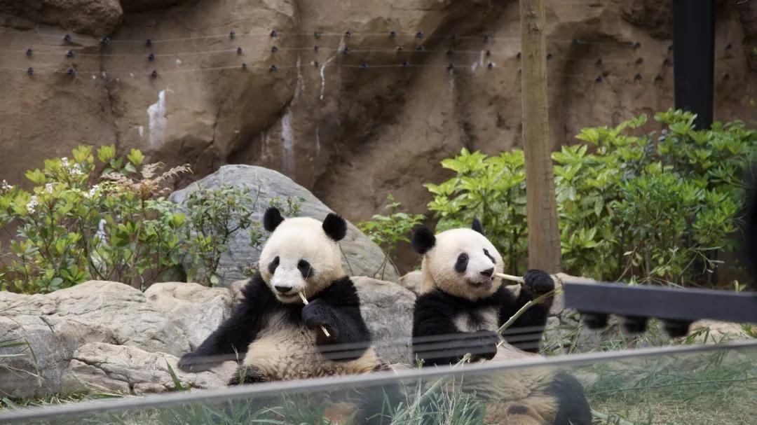 租借熊猫，能获得什么？