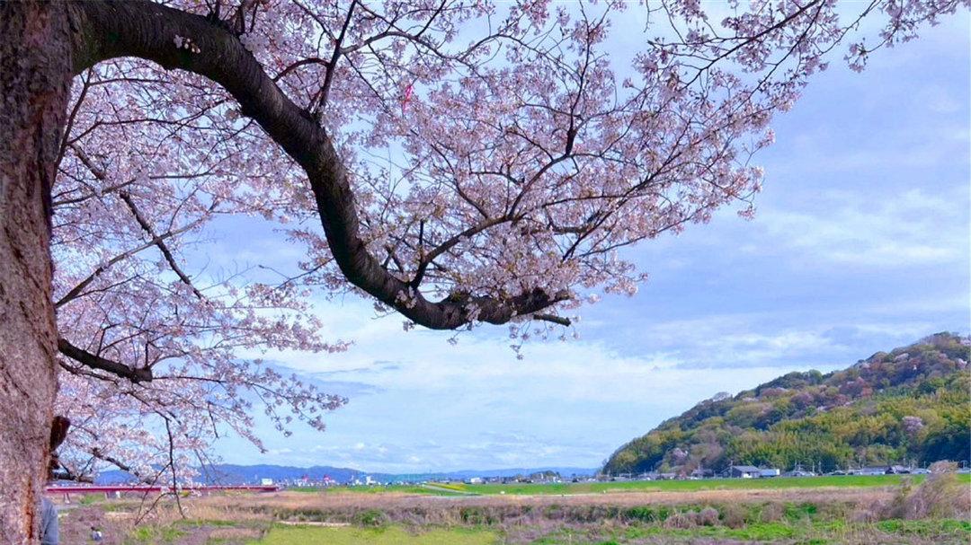 Coser在樱花树下扮演《魔卡少女樱》木之本樱，网友：奇迹美照