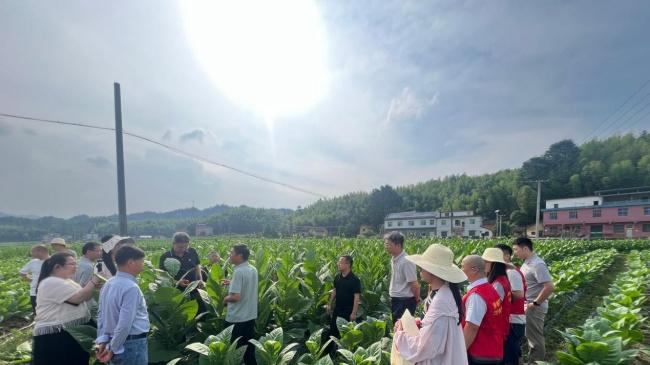 湖南资兴烟草：科技赋能强驱动，实干创新促发展