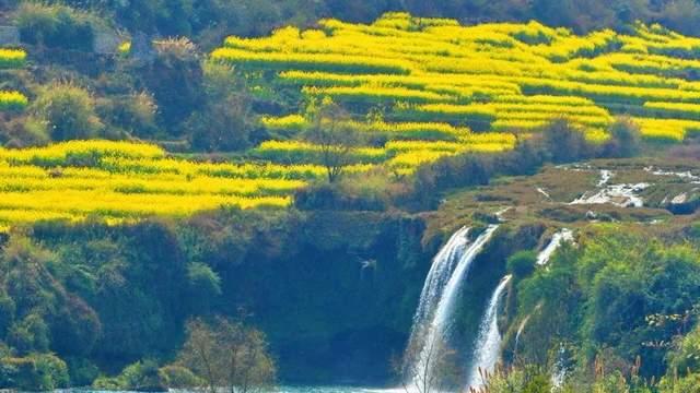 春天看油菜花，必须来云南罗平！