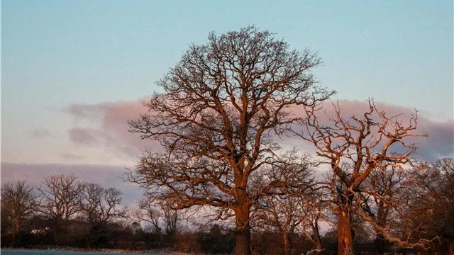 旧锄老耙 | 梁西平
