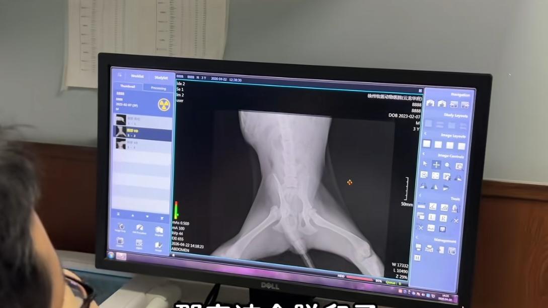 狗狗四肢残疾被主人抛弃，连寻找食物都成奢望，狗狗却不怨恨主人