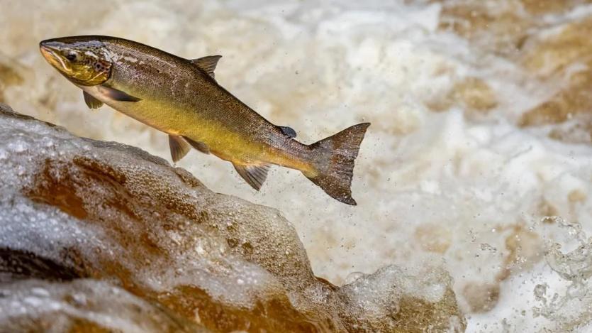 欧洲河流因为可卡因超标，导致鲑鱼性情大变，不怕天敌且游得更远