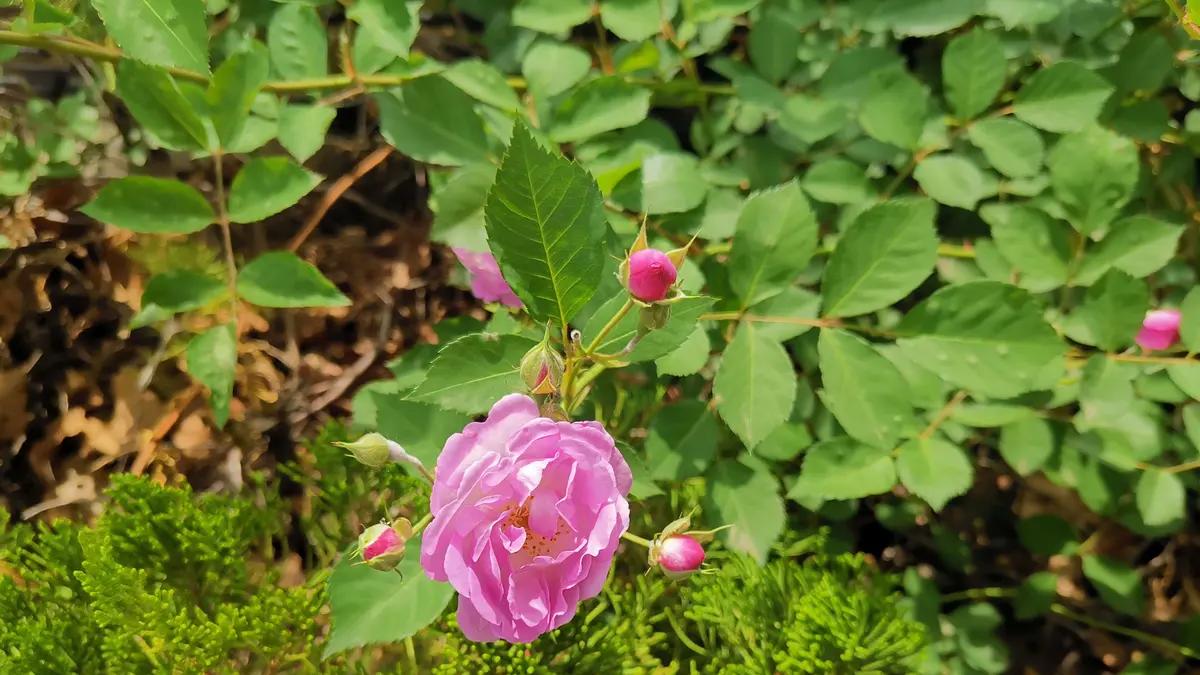 五种学习法的灵活应用（一）