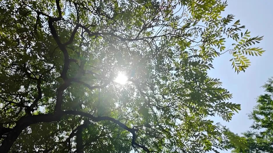 今年谷雨是上午谷雨！老话“上午谷雨热死牛”，今夏热不热？农谚咋说？