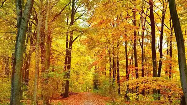 植物的智慧：一个神奇的生命世界