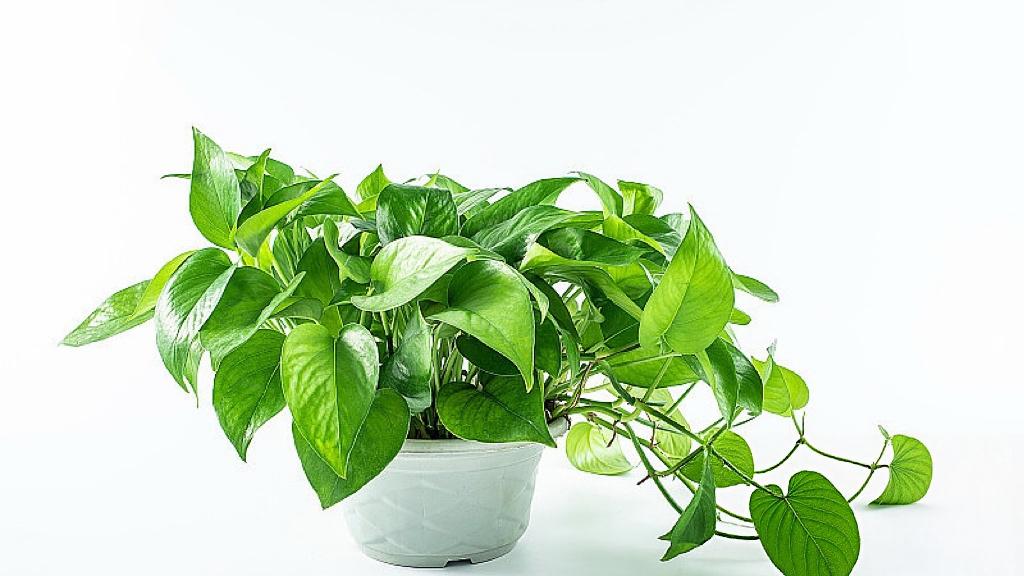 春晚五次彩排，文化年夜饭到底藏了什么菜？