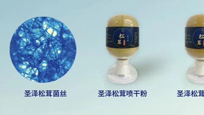 最新！广东药科大学实验表明，圣泽松茸可缓解癌症化疗药的毒副作用