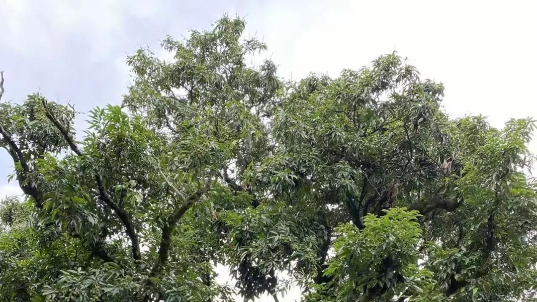 火爆全网的巧克力味榴莲，终于被我找到了