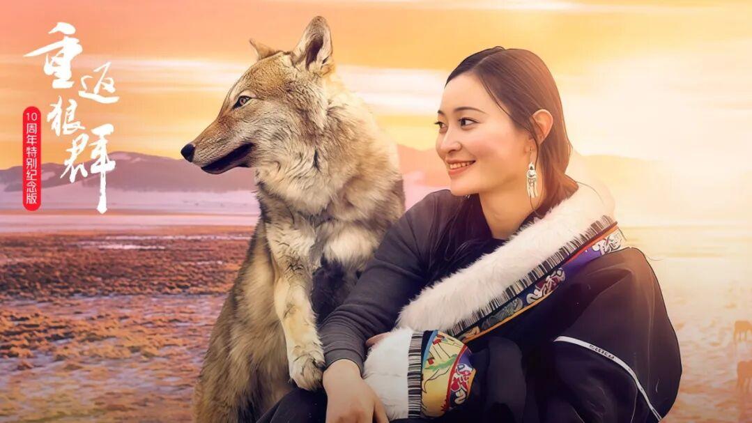 《重返狼群》火了，揭秘优酷独家上线12集完整版纪录片的背后