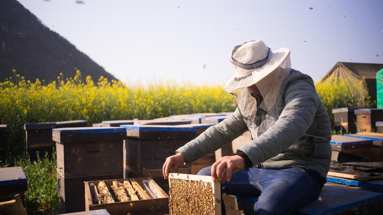 流蜜前"扩巢造脾"双引擎：破解"蜜压子、蜂挤脾"的空间