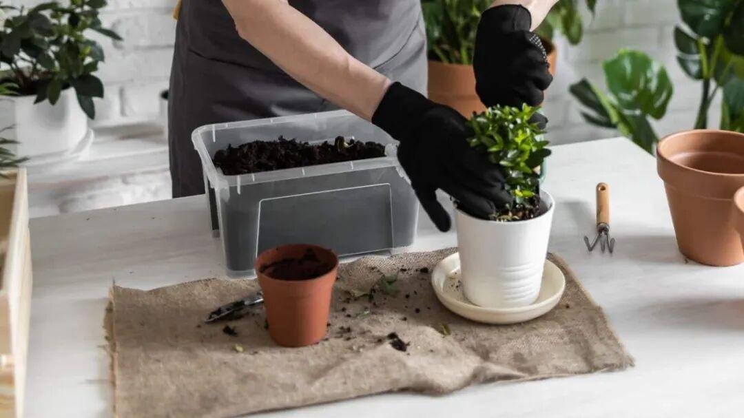 盆栽植物换盆后枝叶萎蔫怎么办，手把手教你让植物恢复健康